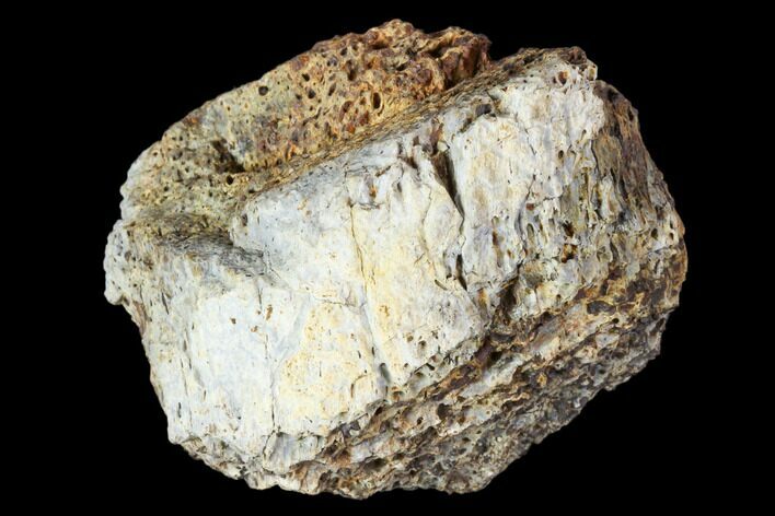 Achelousaurus Bone Fragment - Montana #103157